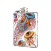  kwallen door Ernst Haeckel, Discomedusae Heupfles (Links)