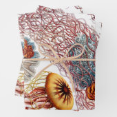  kwallen door Ernst Haeckel, Discomedusae Inpakpapier Vel (In situ)