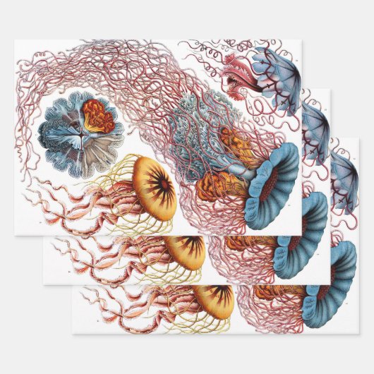  kwallen door Ernst Haeckel, Discomedusae Inpakpapier Vel (Set)