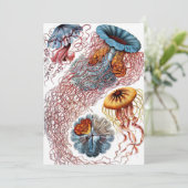  kwallen door Ernst Haeckel, Discomedusae Kaart (Staand voorkant)