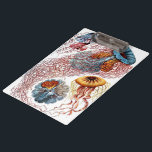 kwallen door Ernst Haeckel, Discomedusae Klembord<br><div class="desc">illustratie van het biologie van het mariene leven van Ernst Haeckel. In de wateren van het zee zwemmen allerlei kleurrijke kwallen. Jonge vissen zijn waterdieren die vrij zwemmen met een parapluvormig lichaam en lange sleeptentakels. Ze zijn te vinden in alle oceanen en sommige in zoetwatermeren en rivieren.</div>