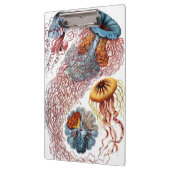  kwallen door Ernst Haeckel, Discomedusae Klembord (Links)