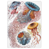  kwallen door Ernst Haeckel, Discomedusae Klembord (Achterkant)