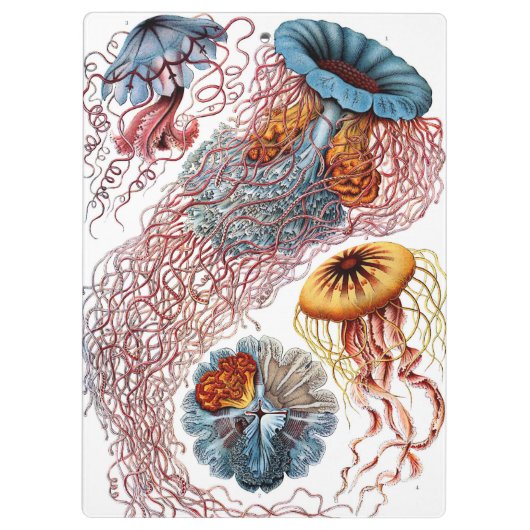  kwallen door Ernst Haeckel, Discomedusae Klembord (Achterkant)