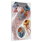 kwallen door Ernst Haeckel, Discomedusae Klembord (Rechts)