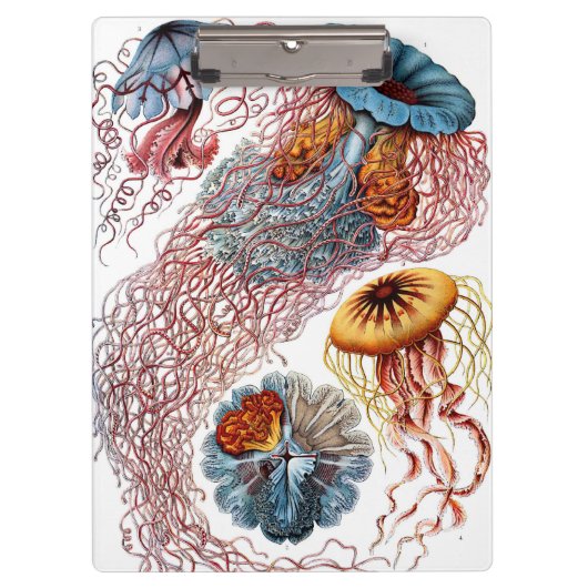 kwallen door Ernst Haeckel, Discomedusae Klembord (Voorkant)