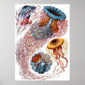  kwallen door Ernst Haeckel, Discomedusae Poster (Voorkant)