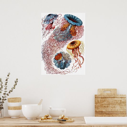  kwallen door Ernst Haeckel, Discomedusae Poster (Keuken)