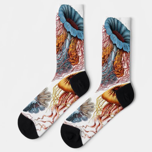  kwallen door Ernst Haeckel, Discomedusae Sokken (Links)