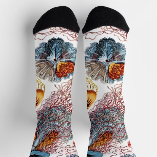  kwallen door Ernst Haeckel, Discomedusae Sokken (Top)