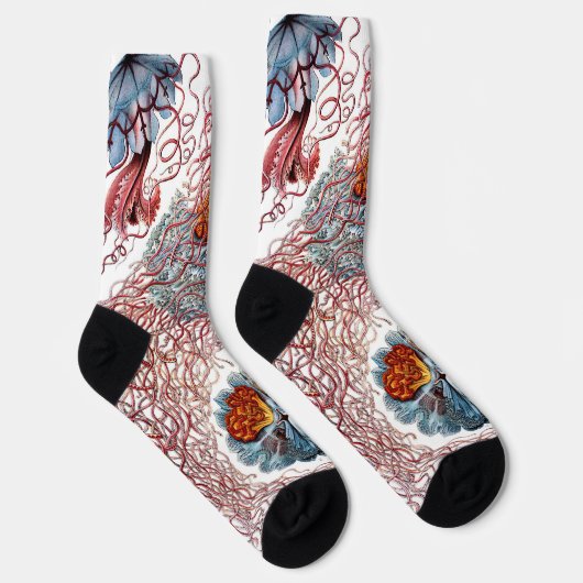  kwallen door Ernst Haeckel, Discomedusae Sokken (Rechts)