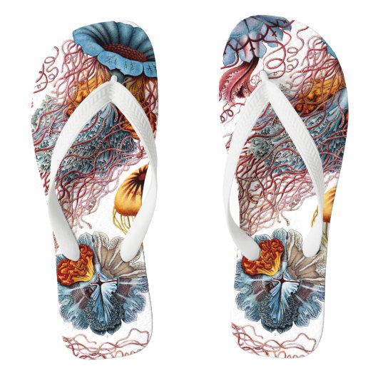 kwallen door Ernst Haeckel, Discomedusae Teenslippers (Voetbed)