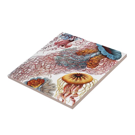  kwallen door Ernst Haeckel, Discomedusae Tegeltje (Zijkant)