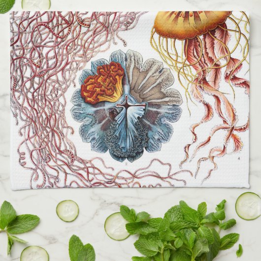  kwallen door Ernst Haeckel, Discomedusae Theedoek (Gevouwen)