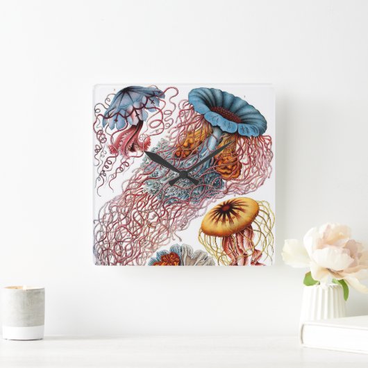 kwallen door Ernst Haeckel, Discomedusae Vierkante Klok (Huis)