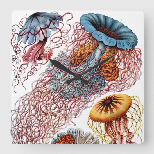  kwallen door Ernst Haeckel, Discomedusae Vierkante Klok (Voorkant)