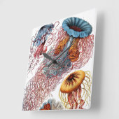  kwallen door Ernst Haeckel, Discomedusae Vierkante Klok (Hoek)