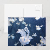 kwallen in de oceaan briefkaart (Voorkant / Achterkant)
