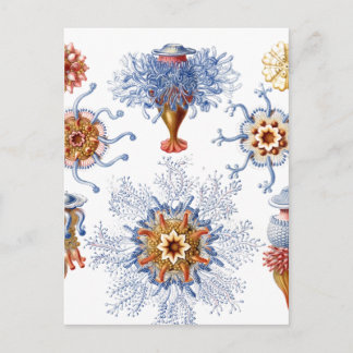 kwallen in Oranje en blauw Briefkaart