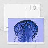kwallen op blauw briefkaart (Voorkant / Achterkant)
