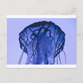 kwallen op blauw briefkaart