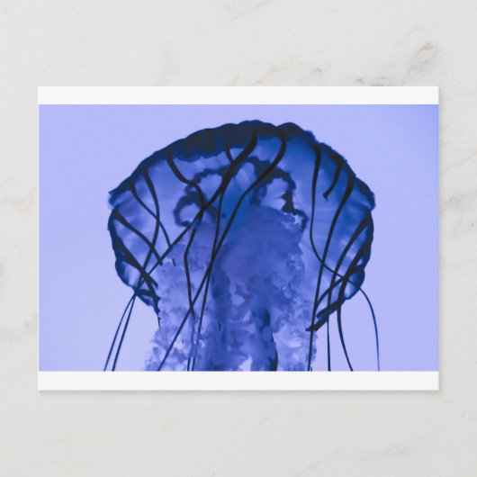 kwallen op blauw briefkaart (Voorkant)