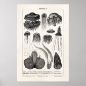 kwallen Retro Zee Jelly Fish Poster (Voorkant)