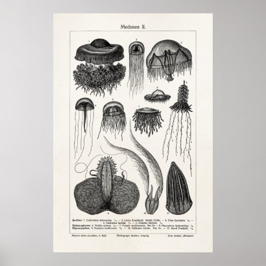 kwallen Retro Zee Jelly Fish Poster (Voorkant)