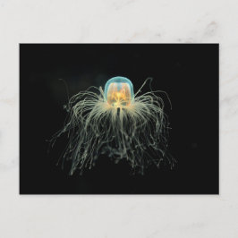 Kwallen (turritopsis nutricula) briefkaart
