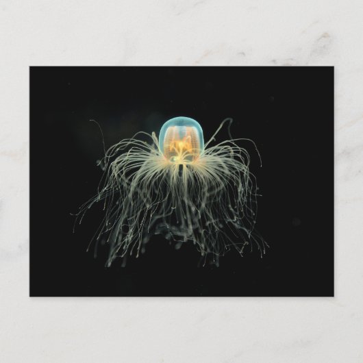 Kwallen (turritopsis nutricula) briefkaart (Voorkant)