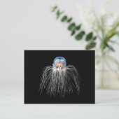 Kwallen (turritopsis nutricula) briefkaart (Staand voorkant)