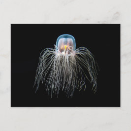Kwallen (turritopsis nutricula) briefkaart