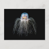 Kwallen (turritopsis nutricula) briefkaart (Voorkant)