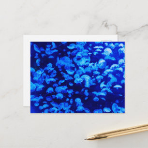 kwallen, Zeeen, Zee, zeedieren Briefkaart