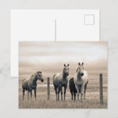 kwart paard op Canadian Prairie Briefkaart (Voorkant / Achterkant)