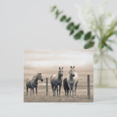 kwart paard op Canadian Prairie Briefkaart (Staand voorkant)