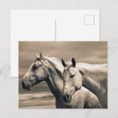 kwart paard op Canadian Prairie Briefkaart (Voorkant / Achterkant)