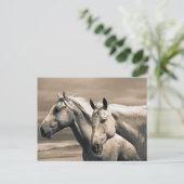 kwart paard op Canadian Prairie Briefkaart (Staand voorkant)