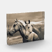 kwart paard op Canadian Prairie Fotoblokken (Links)