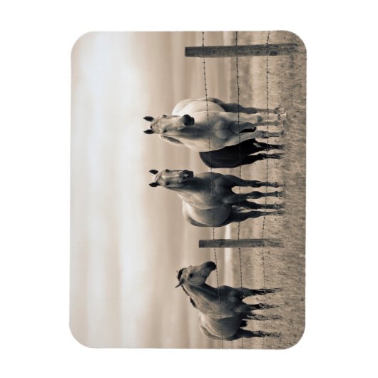 kwart paard op Canadian Prairie Magneet (Verticaal)