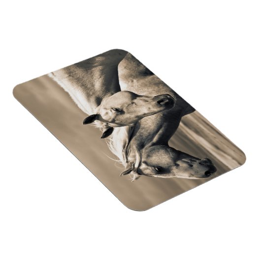 kwart paard op Canadian Prairie Magneet (Rechterzijde)