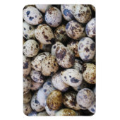 Kwartaaleieren Magneet (Verticaal)