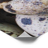 Kwartaaleieren Poster (Hoek)