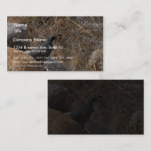 Kwartaalvogel in de woestijn visitekaartje (Voorkant / Achterkant)