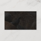 Kwartaalvogel in de woestijn visitekaartje (Achterkant)