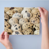 Kwartel Eieren Flyer (Hand)