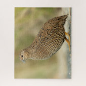 Kwartel Legpuzzel (Verticaal)