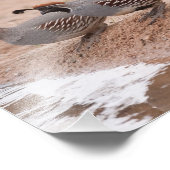 Kwartel van mannen en vrouw Gambel Foto Afdruk (Hoek)