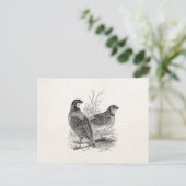  kwartelvogels - Persoonlijke roofvogels Briefkaart (Staand voorkant)