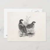  kwartelvogels - Persoonlijke roofvogels Briefkaart (Voorkant / Achterkant)